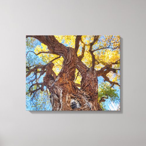 Capitol Reef National Park Cottonwood Tree Canvas Print