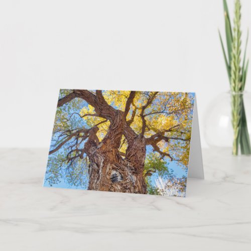 Capitol Reef National Park Cottonwood Tree Card