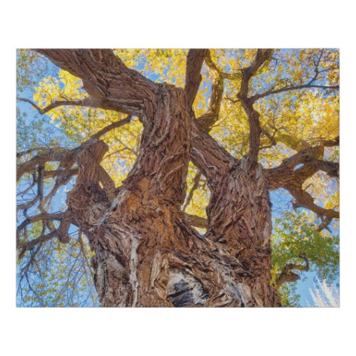 Capitol Reef National Park Cottonwood Tree Faux Canvas Print