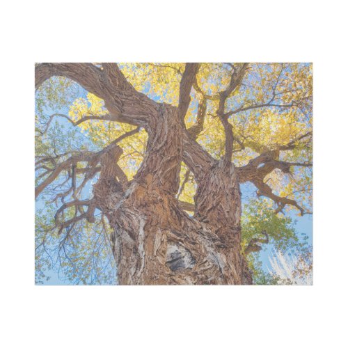 Capitol Reef National Park Cottonwood Tree Gallery Wrap