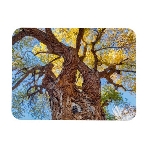 Capitol Reef National Park Cottonwood Tree Magnet