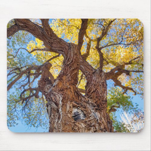 Capitol Reef National Park Cottonwood Tree Mouse Pad