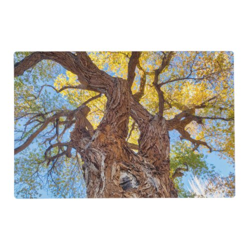 Capitol Reef National Park Cottonwood Tree Placemat