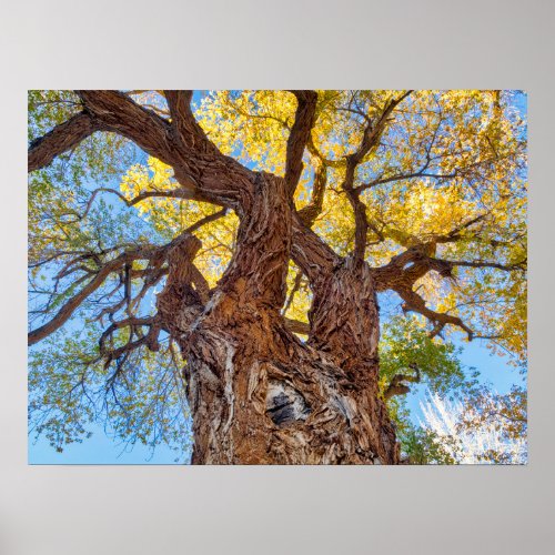 Capitol Reef National Park Cottonwood Tree Poster