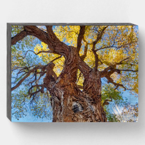 Capitol Reef National Park Cottonwood Tree Wooden Box Sign