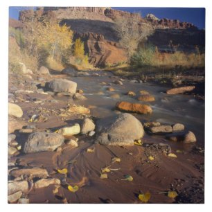 CAPITOL REEF NATIONAL PARK, UT, US, Cottonwood Ceramic Tile