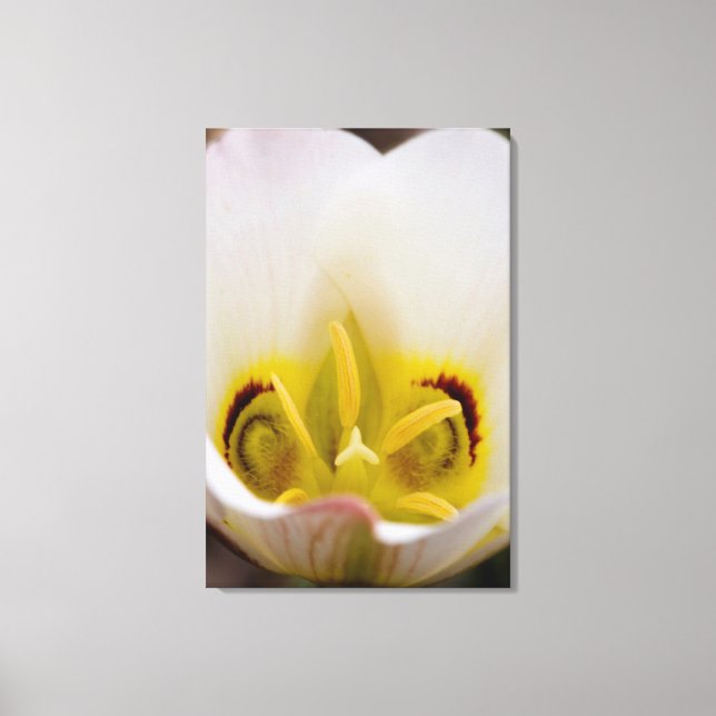 Capitol Reef National Park, Utah, USA 2 Canvas Print (Front)