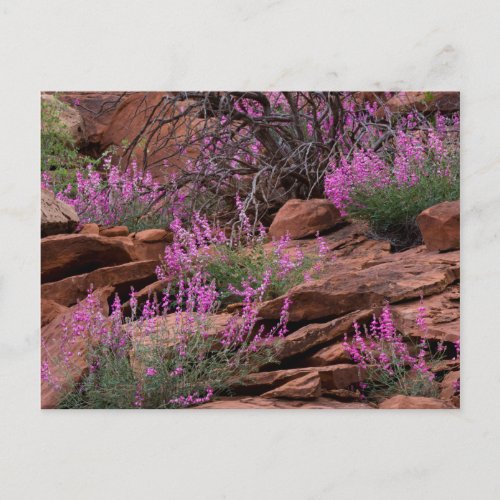 Capitol Reef National Park, Utah, USA Postcard Capitol Reef National Park Utah USA Postcard