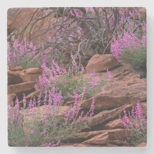 Capitol Reef National Park, Utah, USA Stone Coaster