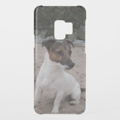 Capo von Oppenheim Jack Russell Terrier, Dog