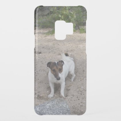 Capo von Oppenheim Jack Russell Terrier, Dog