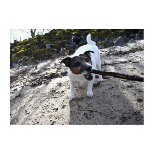 Capo von Oppenheim, Jack Russell Terrier Dog Acrylic Print