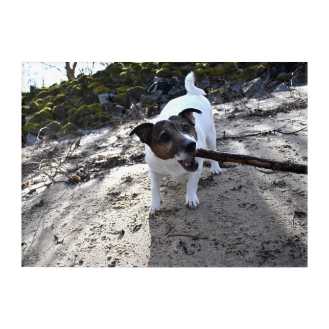 Capo von Oppenheim, Jack Russell Terrier Dog Acrylic Print (Front)