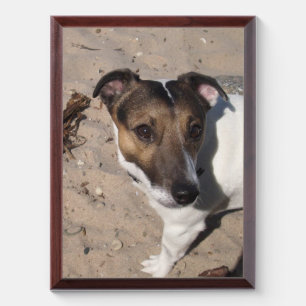 Capo von Oppenheim Jack Russell Terrier, Dog Award Plaque