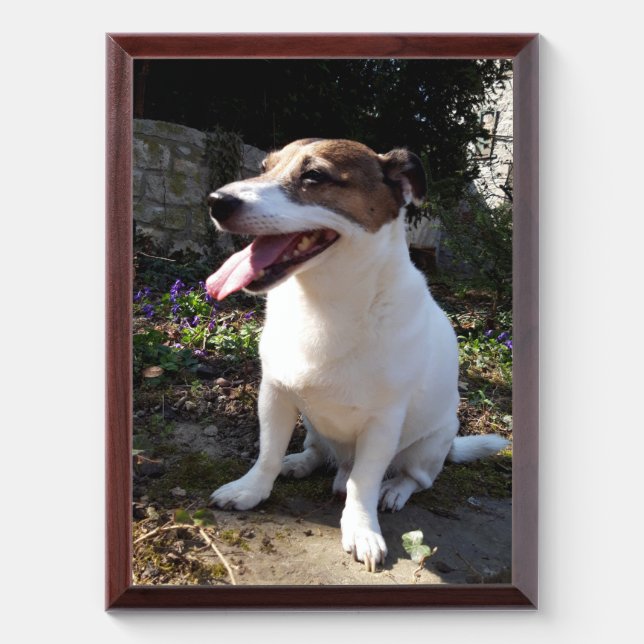 Capo von Oppenheim Jack Russell Terrier, Dog Award Plaque (Vertical)