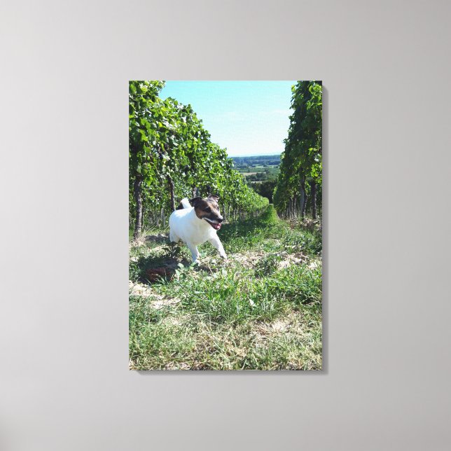 Capo von Oppenheim, Jack Russell Terrier, Dog Canvas Print (Front)