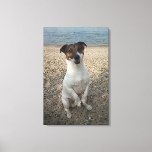 Capo von Oppenheim Jack Russell Terrier Dog Canvas Print