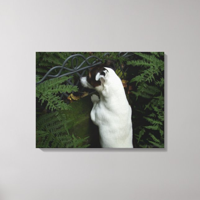 Capo von Oppenheim, Jack Russell Terrier Dog Canvas Print (Front)