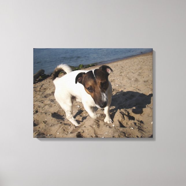 Capo von Oppenheim, Jack Russell Terrier, Dog Canvas Print (Front)