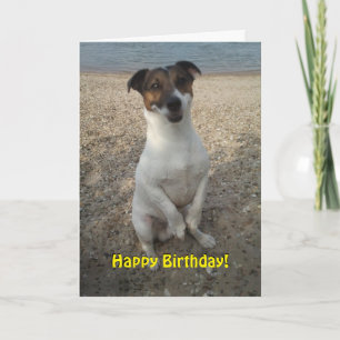 Capo von Oppenheim Jack Russell Terrier, Dog Card