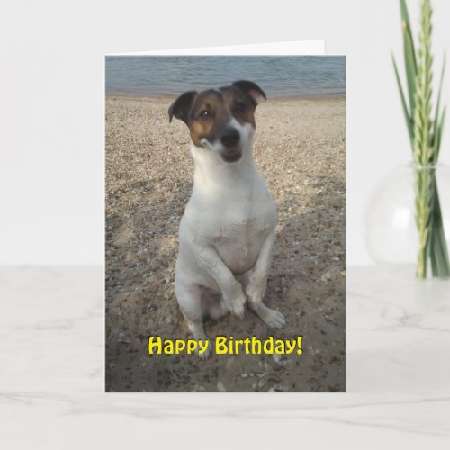 Capo von Oppenheim Jack Russell Terrier Dog Card
