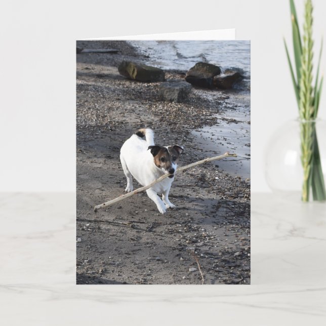 Capo von Oppenheim Jack Russell Terrier, Dog Card (Front)