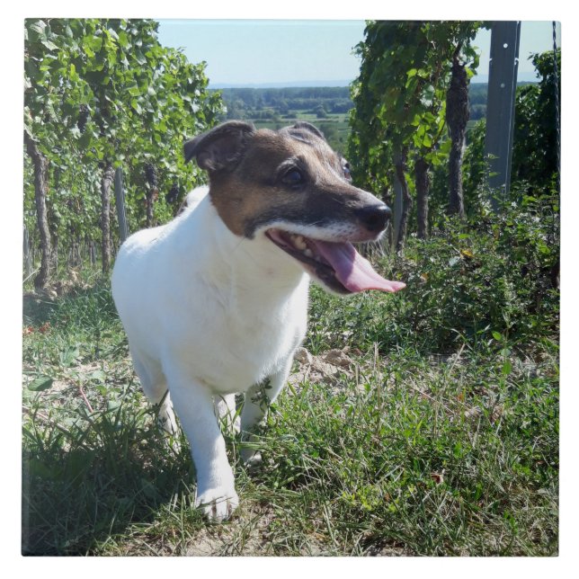 Capo von Oppenheim Jack Russell Terrier, Dog Ceramic Tile (Front)