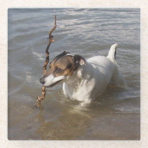 Capo von Oppenheim Jack Russell Terrier, Dog Glass Coaster