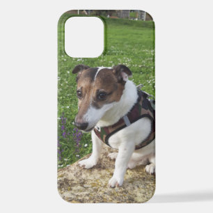 Capo von Oppenheim Jack Russell Terrier, Dog iPhone 12 Case