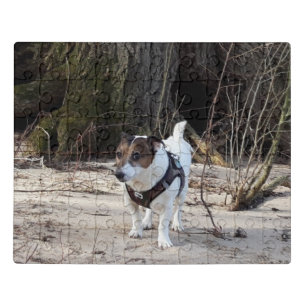 Capo von Oppenheim, Jack Russell Terrier Dog Jigsaw Puzzle