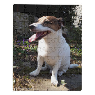 Capo von Oppenheim Jack Russell Terrier, Dog Jigsaw Puzzle