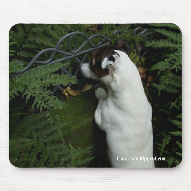 Capo von Oppenheim Jack Russell Terrier, Dog Mouse Pad (Front)