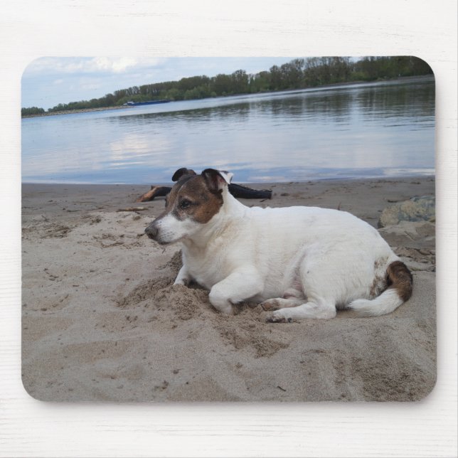 Capo von Oppenheim Jack Russell Terrier, Dog Mouse Pad (Front)