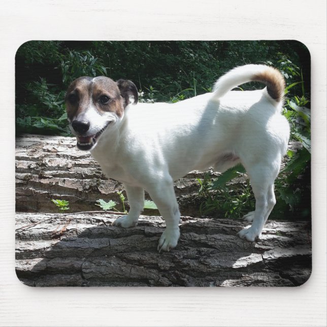 Capo von Oppenheim Jack Russell Terrier, Dog Mouse Pad (Front)