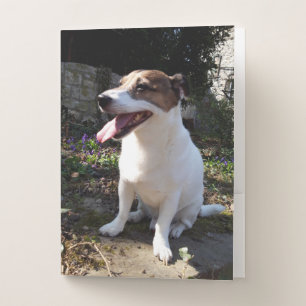 Capo von Oppenheim Jack Russell Terrier, Dog Pocket Folder