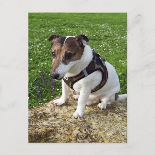 Capo von Oppenheim Jack Russell Terrier Dog Postc Postcard