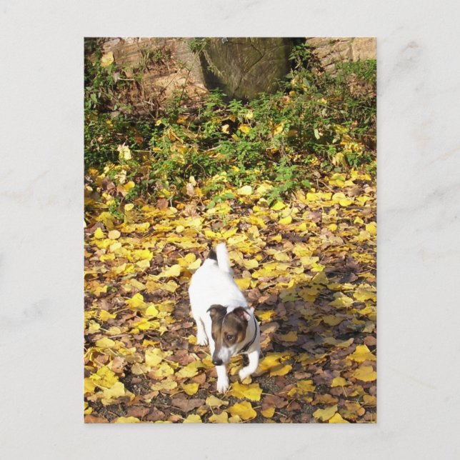 Capo von Oppenheim, Jack Russell Terrier Dog Postcard (Front)
