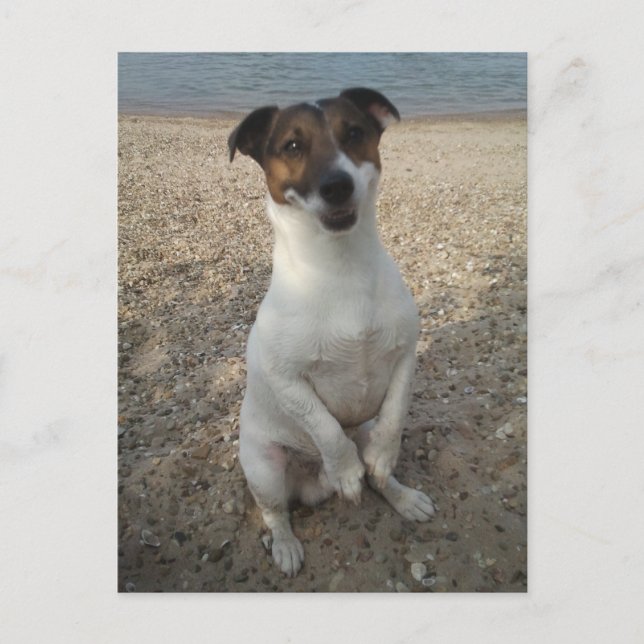 Capo von Oppenheim, Jack Russell Terrier Dog Postcard (Front)