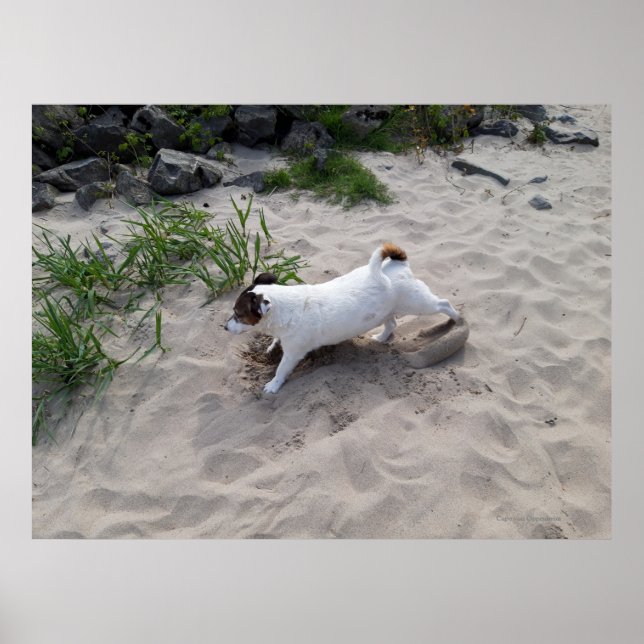 Capo von Oppenheim, Jack Russell Terrier Dog Poster (Front)