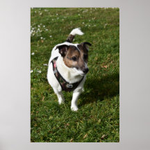 Capo von Oppenheim, Jack Russell Terrier dog