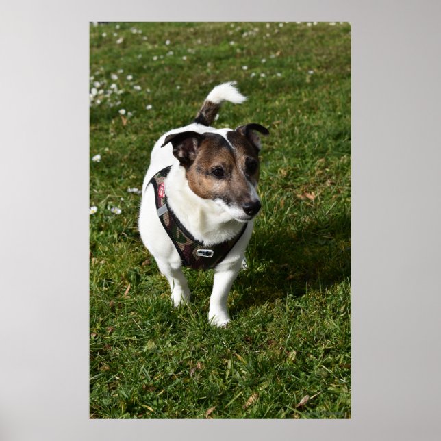 Capo von Oppenheim, Jack Russell Terrier dog Poster (Front)