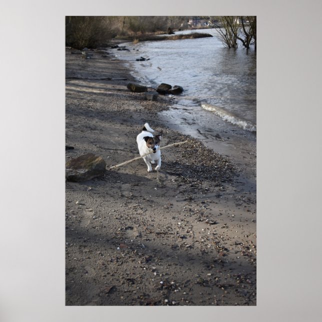 Capo von Oppenheim, Jack Russell Terrier dog Poster (Front)
