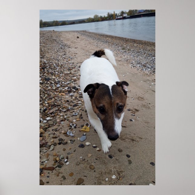 Capo von Oppenheim, Jack Russell Terrier dog Poster (Front)