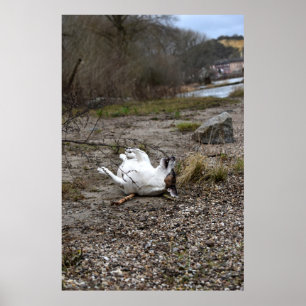 Capo von Oppenheim, Jack Russell Terrier dog Poster