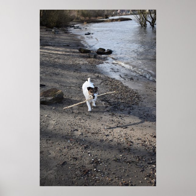 Capo von Oppenheim, Jack Russell Terrier dog Poster (Front)