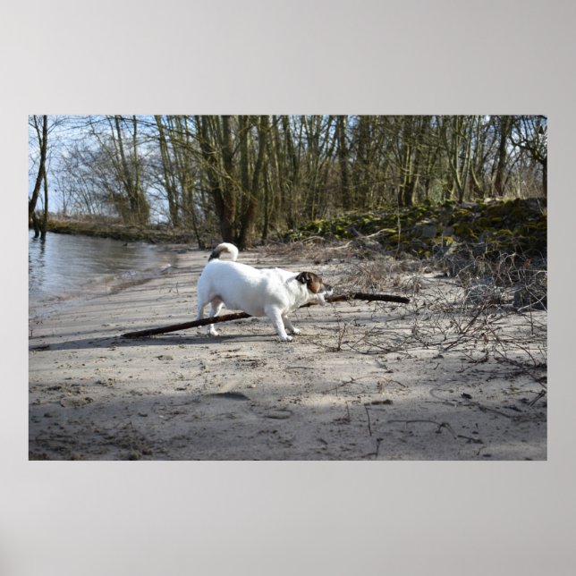 Capo von Oppenheim, Jack Russell Terrier Dog Poster (Front)