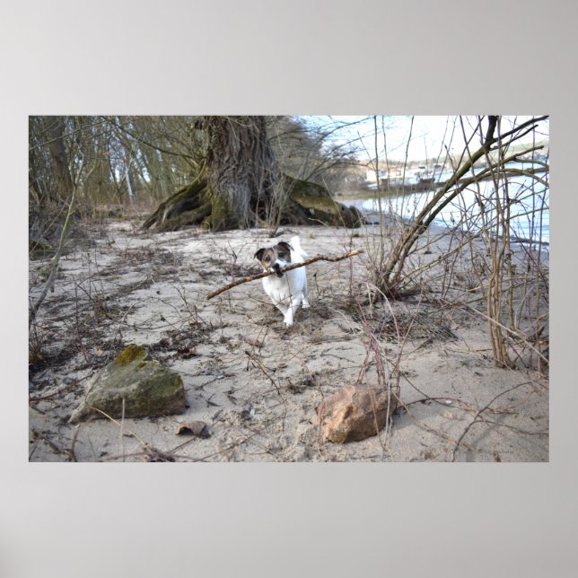 Capo von Oppenheim, Jack Russell Terrier Dog Poster (Front)