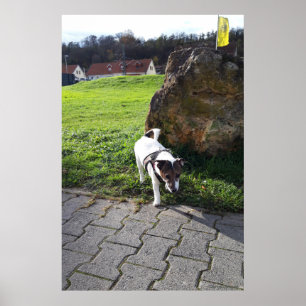 Capo von Oppenheim, Jack Russell Terrier dog Poster