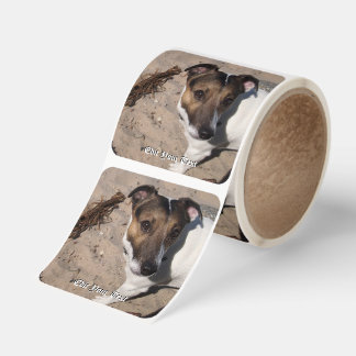 Capo von Oppenheim Jack Russell Terrier, Dog Square Sticker