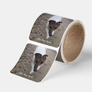 Capo von Oppenheim Jack Russell Terrier, Dog Square Sticker